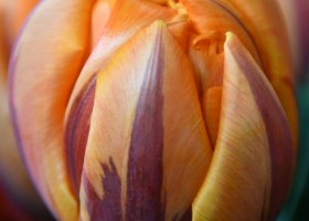 Tulipa Orange Princess (4)